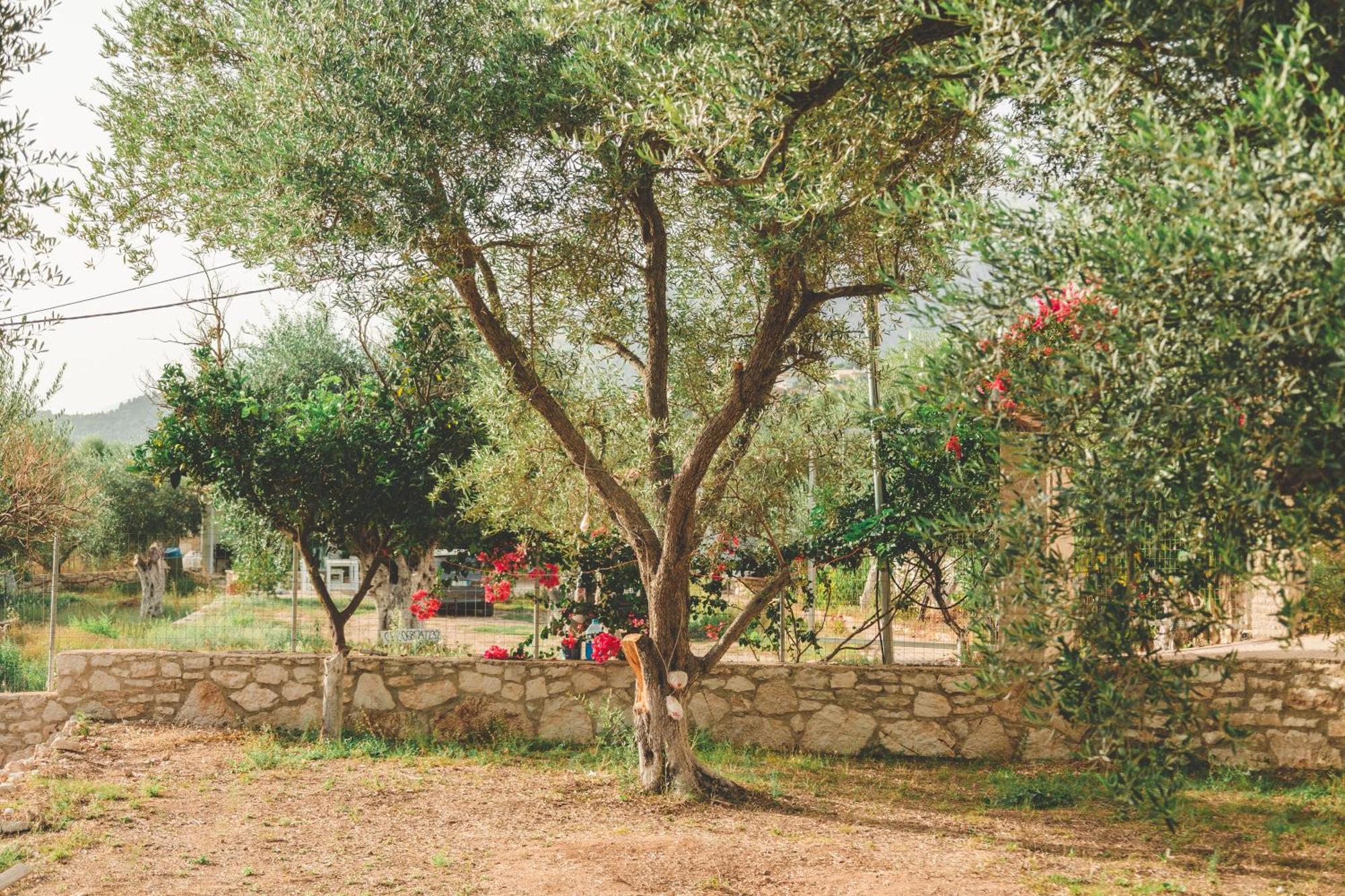 Olive Camping Himare Ngoại thất bức ảnh