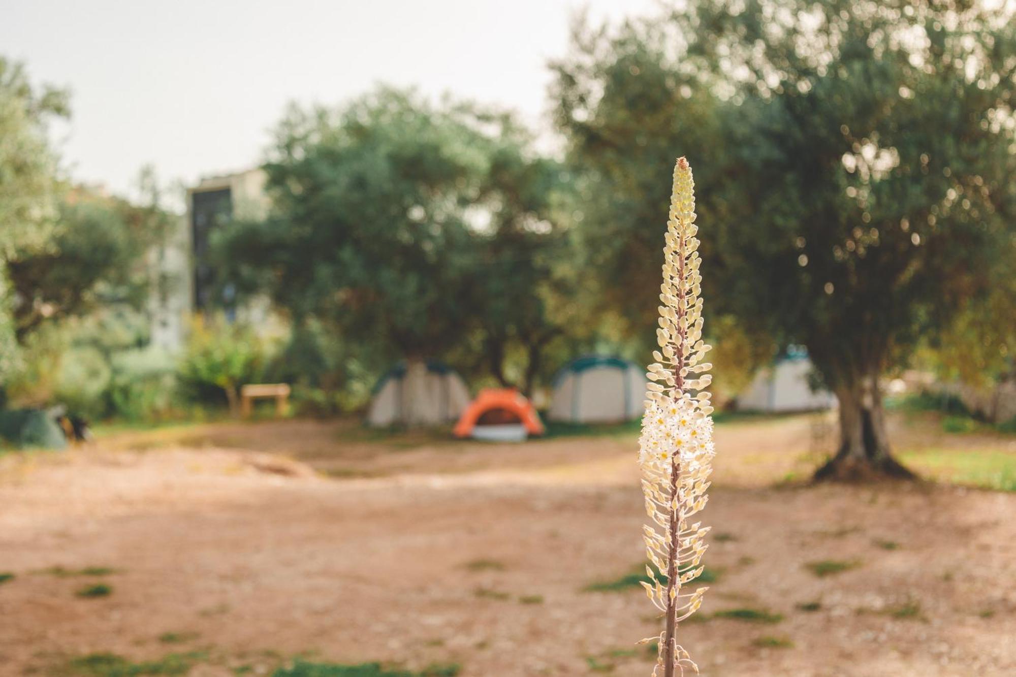 Olive Camping Himare Ngoại thất bức ảnh